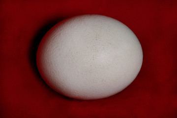 Big ostrich egg isolated on a red background, close up. Organic fresh egg. Concept of healthy food. Ostrich egg as symbol of birth. Huge white egg shell of an african ostrich.