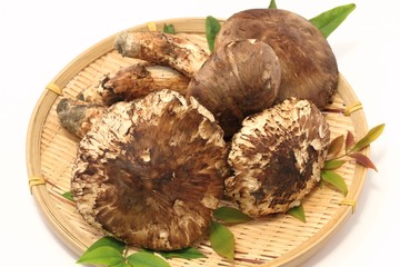 松茸