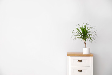 Dracaena on chest of drawers near white wall, space for text. Home plants
