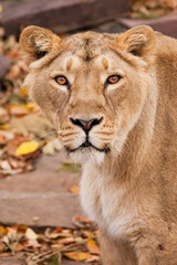 Obraz na płótnie Canvas Portrait of a confident look. Powerful muscular lioness