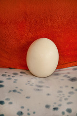 Big ostrich egg isolated on background of orange and white with black polka dot. Organic fresh egg. Concept of healthy food. Ostrich egg as symbol of birth. Huge white egg shell of an african ostrich.