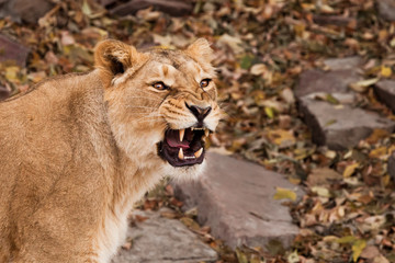 Snarls snarls, bared teeth of malice in eyes. symbol of rage. Portrait of a confident look. Powerful muscular lioness