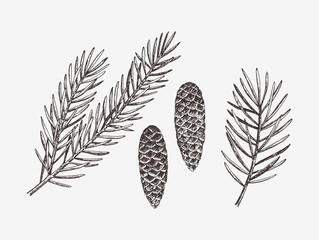Hand drawn conifer branches and cones. Vector illustration of spruce and pine 