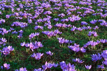 Field of flowering purple blossom crocuses in the area of Kozani in northwestern Greece