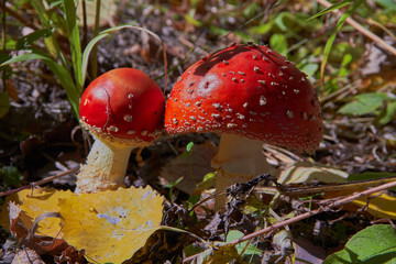 fly agaric mushroom in the forest