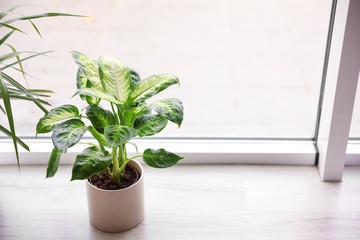 Beautiful Dieffenbachia plant on wooden window sill at home. Space for text