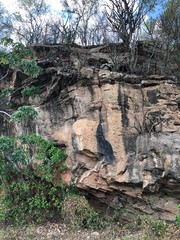 Obraz premium tree in the forest