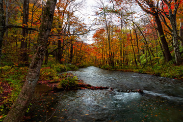 Oirase stream during autumn in Towada, Japan.