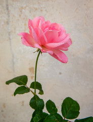 Fiuggi Italy. Pink rose