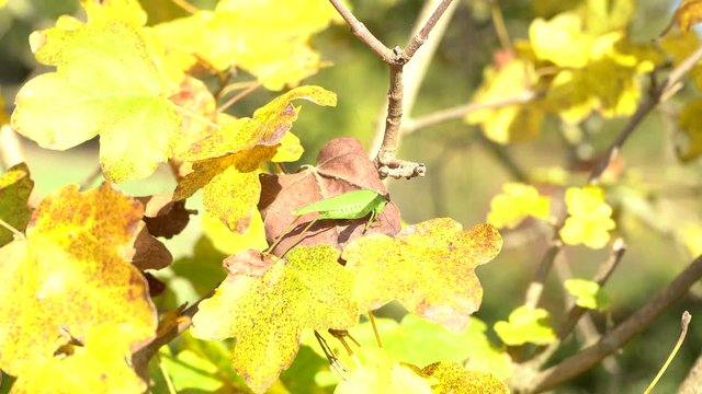 cavalletta tra le foglie autunnali