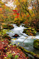 Oirase stream during autumn in Towada, Japan.