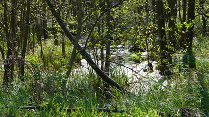 Fototapeta premium przyroda