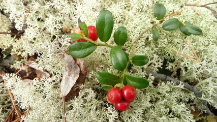 Cowberry