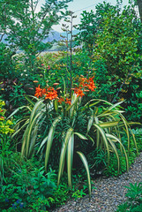 Obraz premium Summer flower and shrub border of a Welsh mountain garden with orange lilies