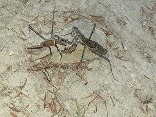 wildlife