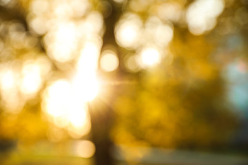 Blurred view of autumn park. Bokeh effect
