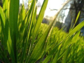 green grass in the garden