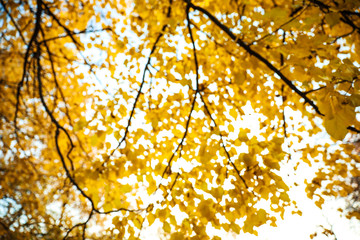 Blurred view of autumn foliage outdoors. Bokeh effect