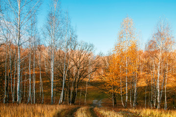 Fototapeta premium Beautiful bright sunny colorful autumn landscape with a road. Morning among trees with foliage in nature outdoors in an orange-yellow golden forest in fine warm weather in October in the fall season