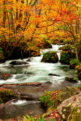Obraz na płótnie Canvas Oirase stream during autumn in Towada, Japan.
