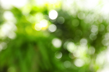 Abstract nature green background with sun rays, bokeh effect