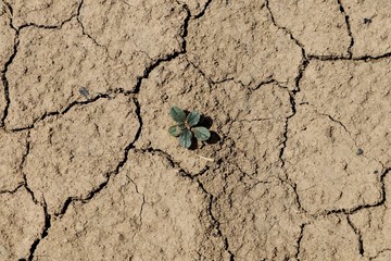 Plant on the Dry soil with cracks