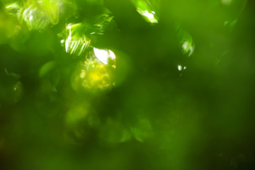 Abstract nature green background with bokeh effect