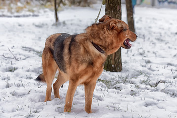 Red-haired dog mongrel in winter on a leash
