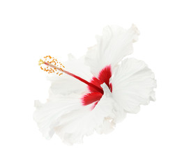 Beautiful tropical hibiscus flower isolated on white © New Africa
