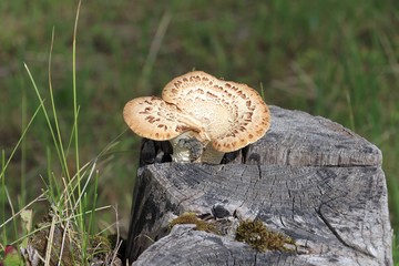 Mushrooms growing on the tree stump