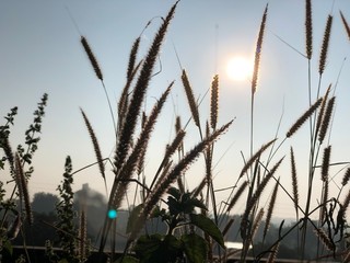 grass and sky