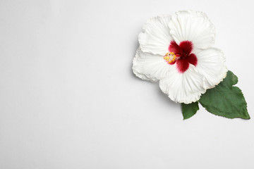 Beautiful tropical hibiscus flower with leaves on white background, top view. Space for text