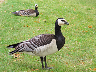 ducks that eat grass and have black and white coverage in Stockholm