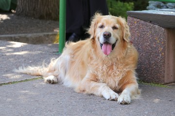 Retriever dog is waiting for its owner