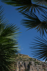 Fototapeta na wymiar Terracina Italy. Palmtree