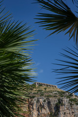 Fototapeta na wymiar Terracina Italy. Palmtree