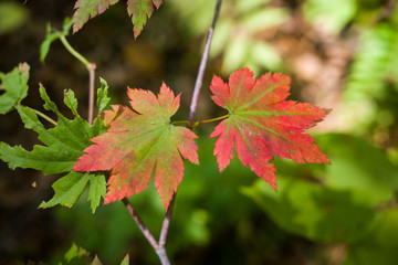 red leaves