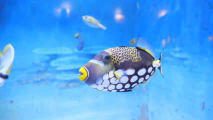 Coral reef fish / puffer fish
