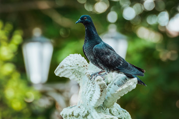 gray dove sits on a statue