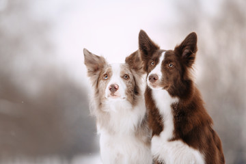 Two border collies sit and look at the frame on a winter walk