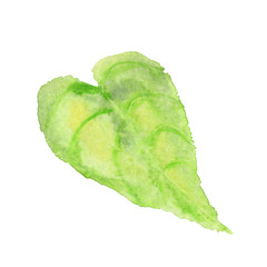 Watercolor bright tropical veined leaf with paper texture. Botanical illustration of tropical plant on white background isolated