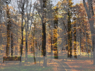 The mixed image of the view of the trees at the autumn sunny warm morning and the view of the trees at the winter cloudy snowy midday at the natural background at the City Park. 