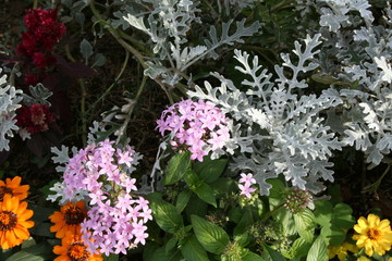 Obraz premium 公園に咲く花