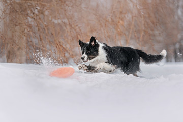 Red border collie dog jumping fun on a winter walk in park