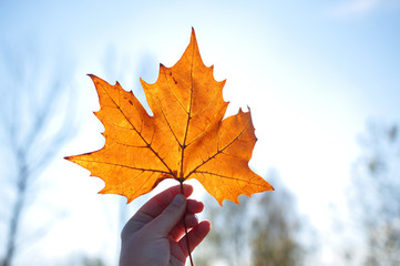 maple leave in hand on blue sky background