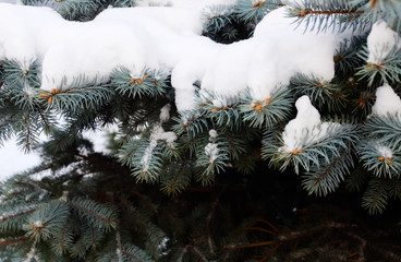 Fresh snow on the branches of blue spruce. Closeup