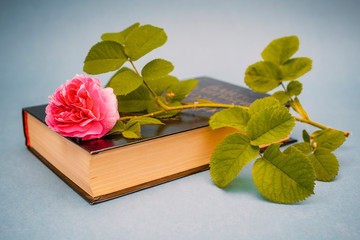 Pink rose flower on book