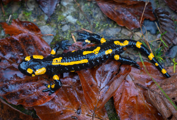 fire salamander or Salamandra salamandra