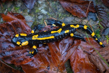 Obraz na płótnie Canvas fire salamander or Salamandra salamandra