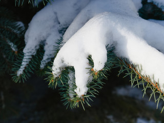 Fresh snow on the branches of blue spruce. Closeup